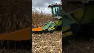 Уборка кукурузы 2021 CLAAS LEXION Ukraine (corn harvesting 2021)