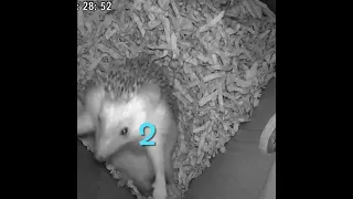 Hedgehog giving birth #shorts #viral #youtubeshorts #trending #video #new #youtube #animals