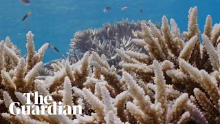 Coral bleaching spotted during Great Barrier Reef aerial survey