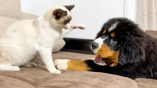 Bernese Mountain Dog Puppy Plays with Kitten