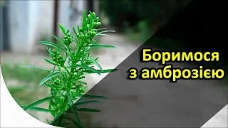 АМБРОЗІЯ - як боротись? Гербіциди проти амброзії полинолистої