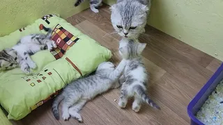 Mom cat calls kittens to eat Talking to meowing kittens and then quits feeding 😱