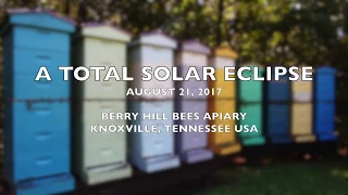 Bees in the Eclipse - Beeclipse