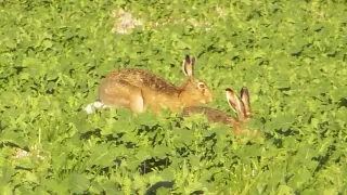 Зайцы развлекаются в рапсе. Заяц-русак (Lepus europaeus) Херсонская область