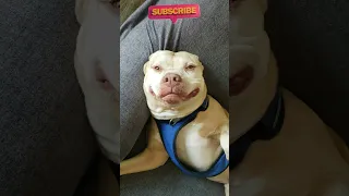 Funny Dog, Pitbull Bully Wants To Know.