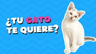 5 cosas que hace tu gato para demostrarte que te ama...