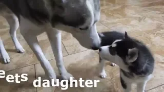 Siberian Husky Puppy Meets Her Dad