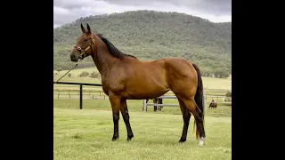 Lease Opportunity - Trapeze Artist x Illuminaire filly