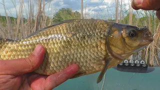 Поплавочная ловля карпа и карася. My fishing