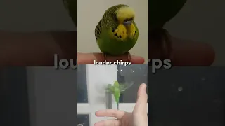 help this is so cringe 💀🤭 #bird #budgie #animals #viral #cute #budgies