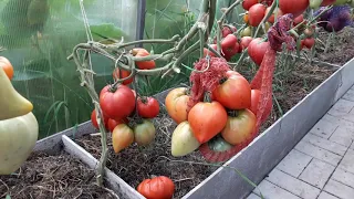Ранние урожайные томаты.