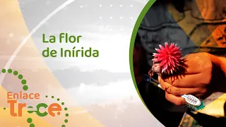 Flor de Inírida, única en el mundo y orgullo del Guainía | Noticias Enlace Trece