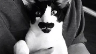 Cat looks like Frank Zappa