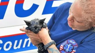 Kitten Trapped In Storm Drain For 2 Hours Rescued By Police