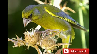 Florya Huylandırma  #greenfinch  [Greenfinch Temper]  ( فلوريا الأذى)