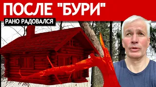 ПОСЛЕ БУРИ ПОВАЛИЛО 100 - ЛЕТНЮЮ ЕЛЬ. Рано радовался!