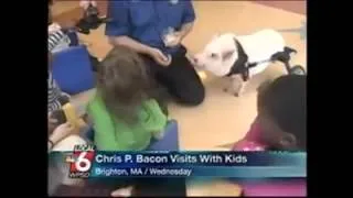 Chris P Bacon   news anchor reporter looses control laughs at name of pig
