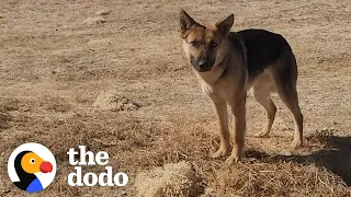 Woman Goes To Desert Every Day To Try To Rescue A German Shepherd | The Dodo Faith = Restored