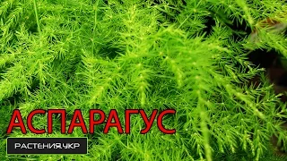 Как правильно высадить и вырастить Аспарагус из семян? / комнатное растение аспарагус