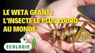 Le weta géant : l’insecte le plus lourd au monde
