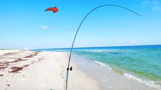 I Tossed Shrimp from the Beach and Then IT Happened!