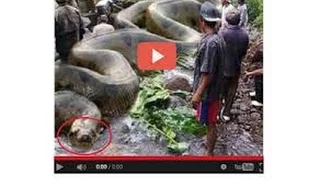 National Geographic Documentary 2016 HD 1080p - World s Biggest Anaconda Snake - BBC Documentary