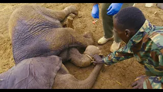 Saving a Snared Baby Elephant | Sheldrick Trust