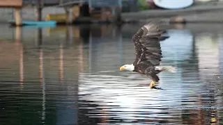 Close up slow motion eagle feeding on trout on Lake Morton