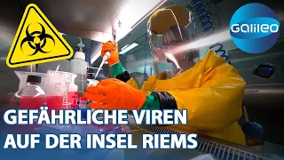 Von Tollwut bis Ebola: Die gefährlichen Viren auf der Ostsee-Insel Riems | Galileo | ProSieben