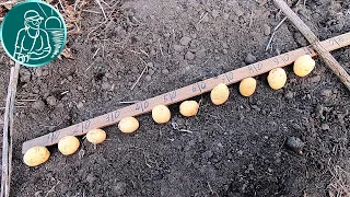 🏆 Record harvest 🥔 Planting 3 times thicker and without hilling 🌱 Planting Riviera potatoes