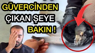 GÜVERCİNİ AMELİYAT ETTİK - GÖRÜNCE ŞOK OLDUM !