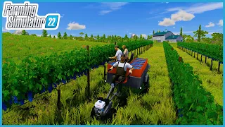 COLHEITA MANUAL DE UVAS Farming Simulator 22