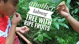 Visiting another fruit tree of labnog | Juicy Ficus septica fruit