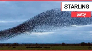 Starlings perform a spectacular murmuration in Gretna Green | SWNS TV