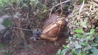 Mulher sai para colher ervas e pisa em crocodilo gigante no Sri Lanka