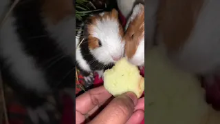 Guinea pig babies eating an apple