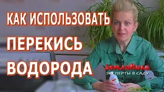 Рассада и перекись водорода. Как правильно использовать перекись водорода для рассады.