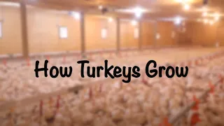 How Turkeys grow