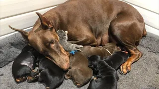 A stray kitten was placed next to a dog with puppies. Her reaction will surprise you!