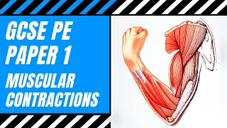 AQA GCSE PE: Isotonic, Concentric, Eccentric & Isometric | Types of Muscle Contraction | Paper 1