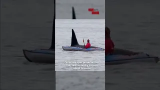 Up Close and Personal: Orca Encounter With Kayaker 🐳🛶