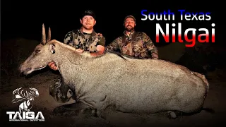 South Texas Nilgai Safari with Scimitar & Javelina!