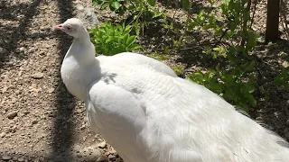 Прекрасный белый павлин в Тайгане! Lovely white peacock in Taigan!