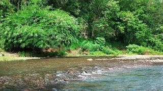 Fall into Sleep Immediately with Relaxing Stream River, Gentle Stream Sound in the Forest, ASMR