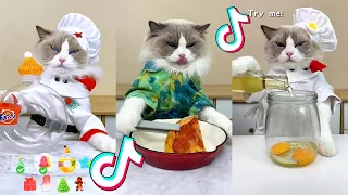 That Little Puff | Cats Make Food 😻 | Kitty God & Others | TikTok 2024 #60
