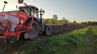 Siew Kukurydzy 2023 💪 Oporowo Puma w błocie ciąga gaspardo 🫣 Massey Ferguson 5465 & Amazone ke3001❤️