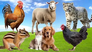 Lovely Animal Sounds Around Us: Sheep, Cat, Snow Leopard, Chicken, Chipmunk - Cute Little Animals