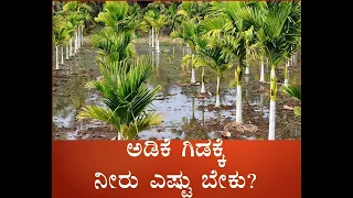 ಅಡಿಕೆ ಗಿಡಕ್ಕೆ ನೀರು ಎಷ್ಟು ಬೇಕು?#water requirement for Arecanut#Arecanut water requirement