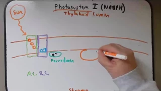 Day 23 Podcast Light Reactions of Photosynthesis