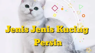 Jenis jenis kucing persia